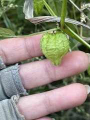 Physalis lagascae