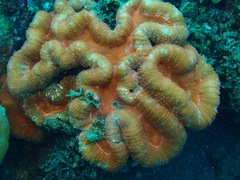 Lobophyllia
