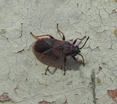 Arocatus melanocephalus