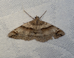 Syneora hemeropa