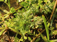 Hygrophila difformis