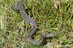 Vipera seoanei