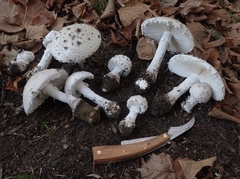 Amanita strobiliformis