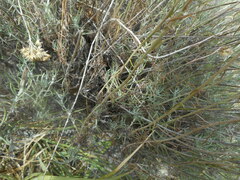 Helichrysum italicum