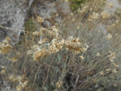 Helichrysum italicum