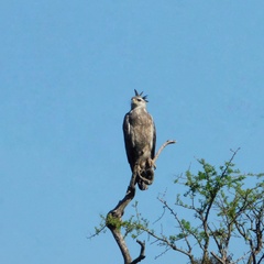 Buteogallus coronatus