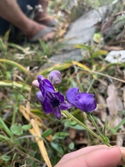 Aconitum hookeri