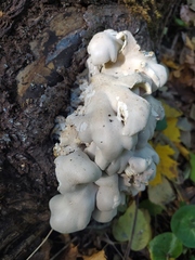Pleurotus populinus