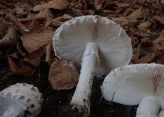 Amanita strobiliformis