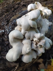 Pleurotus populinus