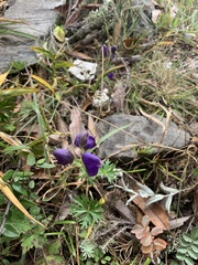 Aconitum hookeri