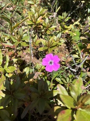Geranium procurrens