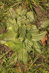 Plantago media
