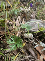 Aconitum hookeri