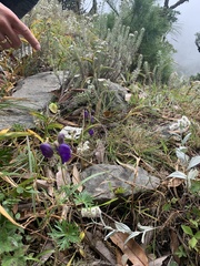 Aconitum hookeri