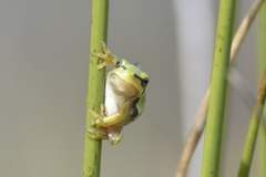 Hyla molleri