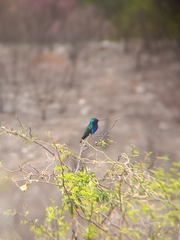Heliomaster furcifer
