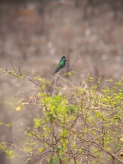 Heliomaster furcifer
