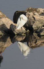 Egretta garzetta