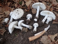 Amanita strobiliformis
