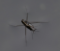 Limnogonus