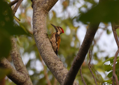 Dinopium benghalense