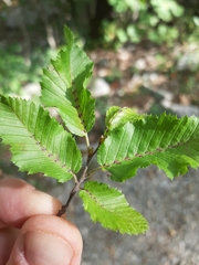 Aceria tenella