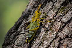 Taeniopoda tamaulipensis