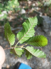 Aceria tenella