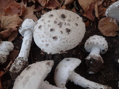 Amanita strobiliformis
