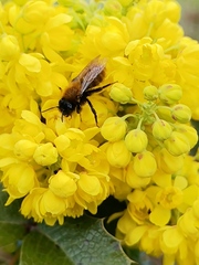 Andrena fulva