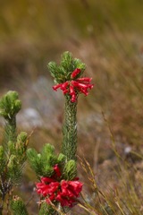 Erica viscaria