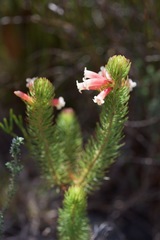 Erica viscaria