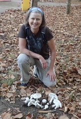 Amanita strobiliformis