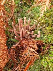 Clavaria incarnata