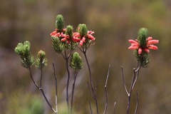 Erica viscaria