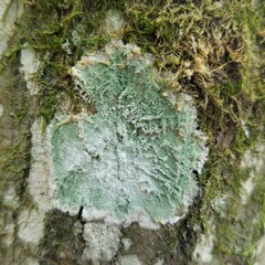 Lecanora thysanophora