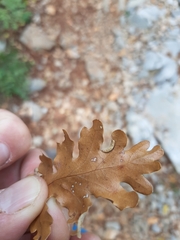 Macrodiplosis roboris