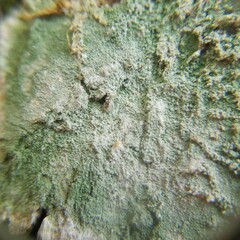 Lecanora thysanophora