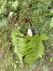 Dryopteridoideae