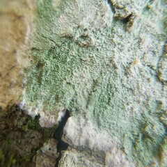 Lecanora thysanophora
