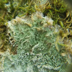 Lecanora thysanophora