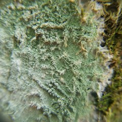 Lecanora thysanophora