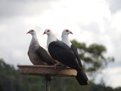 Columba leucomela