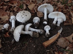 Amanita strobiliformis