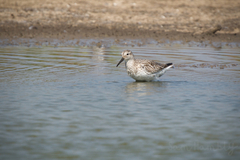 Calidris tenuirostris