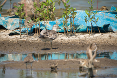 Calidris tenuirostris