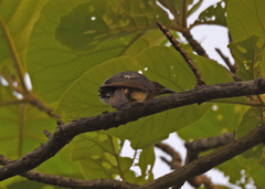 Dicrurus caerulescens