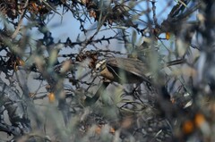 Prunella atrogularis