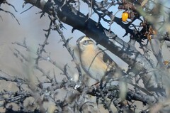 Prunella atrogularis